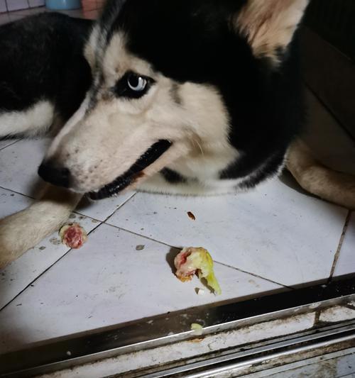 解析家中哈士奇为何以吃草为主题（揭秘哈士奇的食草行为及原因）(图1)