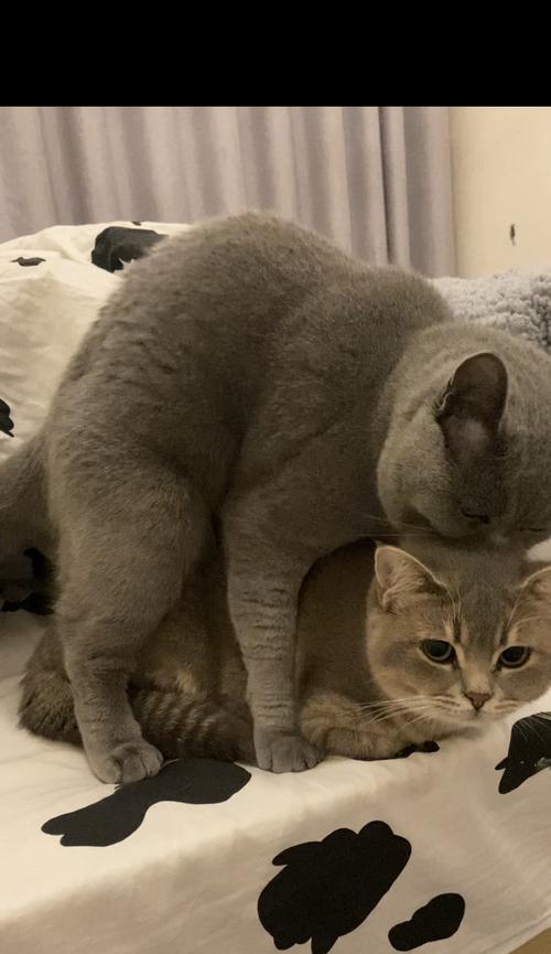 大猫为什么要躲小猫？（探究大猫为何躲避与小猫接触的原因）(图3)