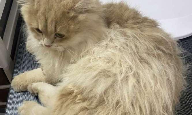 猫毛色的油亮与饮食有关吗？（揭秘猫咪毛色油亮的饮食要点）(图1)