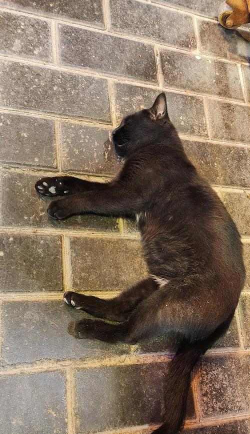 猫毛色的油亮与饮食有关吗？（揭秘猫咪毛色油亮的饮食要点）(图2)