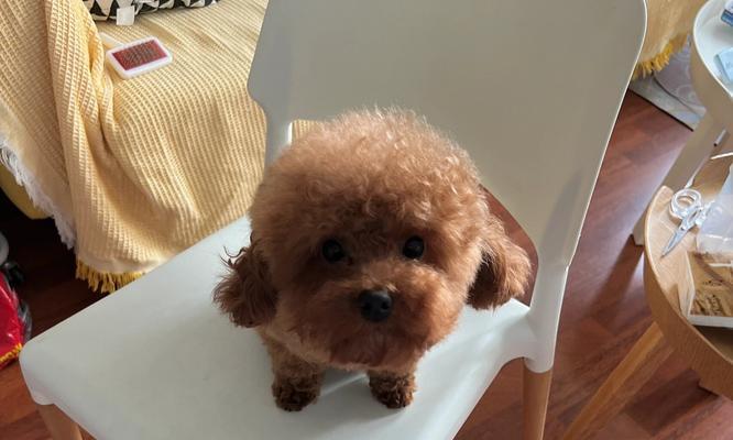 小母泰迪的腿蹭行为解析（探究小母泰迪喜欢蹭腿的原因和行为特点）(图2)