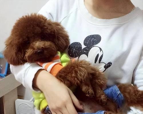 小母泰迪的腿蹭行为解析（探究小母泰迪喜欢蹭腿的原因和行为特点 - 新生家伴