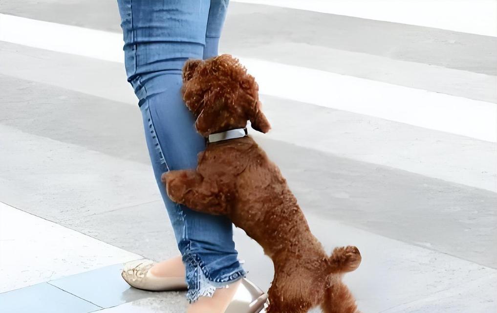 小母泰迪的腿蹭行为解析（探究小母泰迪喜欢蹭腿的原因和行为特点）(图3)