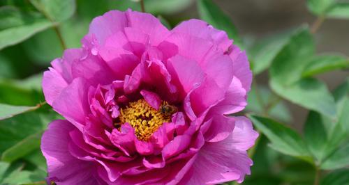 成年百灵鸟的主要食物及其重要性（百灵鸟的饮食习性和食物选择）(图3)