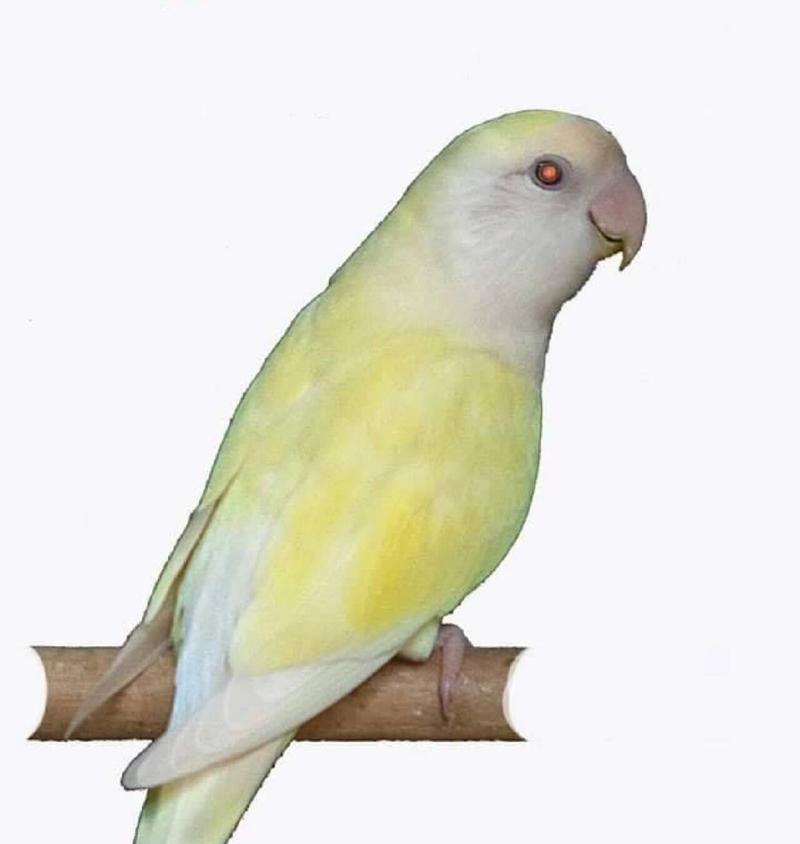 红牡丹鹦鹉——绽放在生活中的花朵（红牡丹鹦鹉的独特之处与合适 - 新生家伴