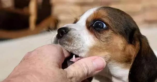 深情不渝，以爱犬为主题的文章（探索与狗狗的深度情感，爱犬无限）(图2)