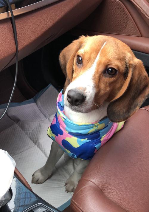 用食物训练三个月的比格犬——关爱宠物健康（通过正确的饮食习惯 - 新生家伴