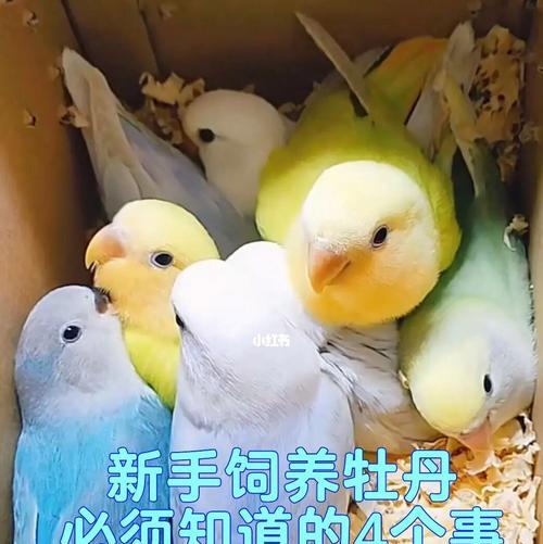 红牡丹鹦鹉——绽放在生活中的花朵（红牡丹鹦鹉的独特之处与合适的名字选择）(图2)