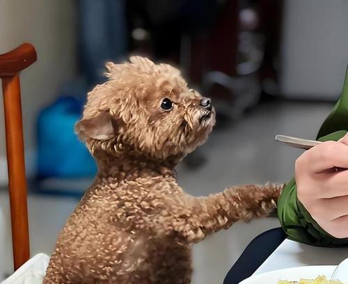 深情不渝，以爱犬为主题的文章（探索与狗狗的深度情感，爱犬无限）(图3)