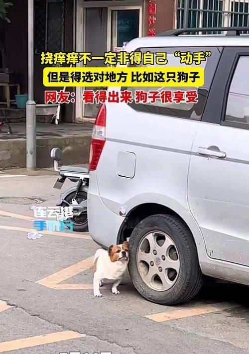 狗喜欢被挠下巴的原因（揭秘狗狗下巴挠挠的心理与生理需求） - 新生家伴