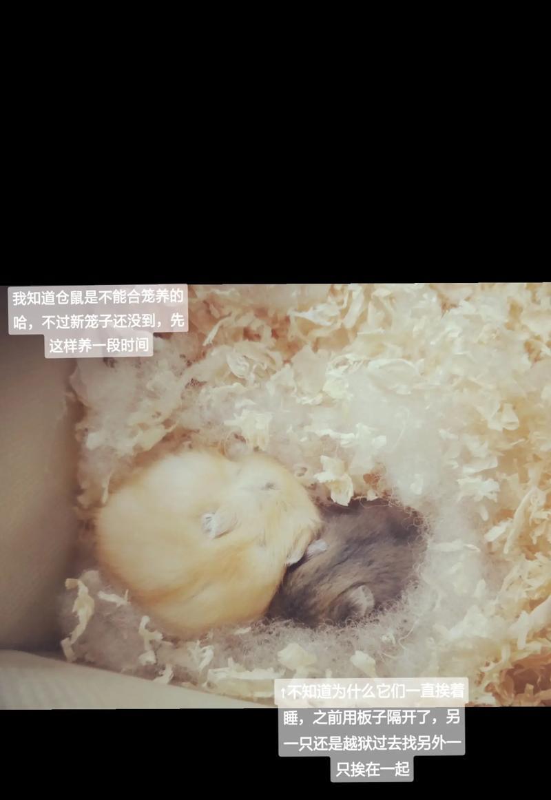 布丁仓鼠背上的神秘线条（揭秘布丁仓鼠背上线条的由来与意义）(图2)