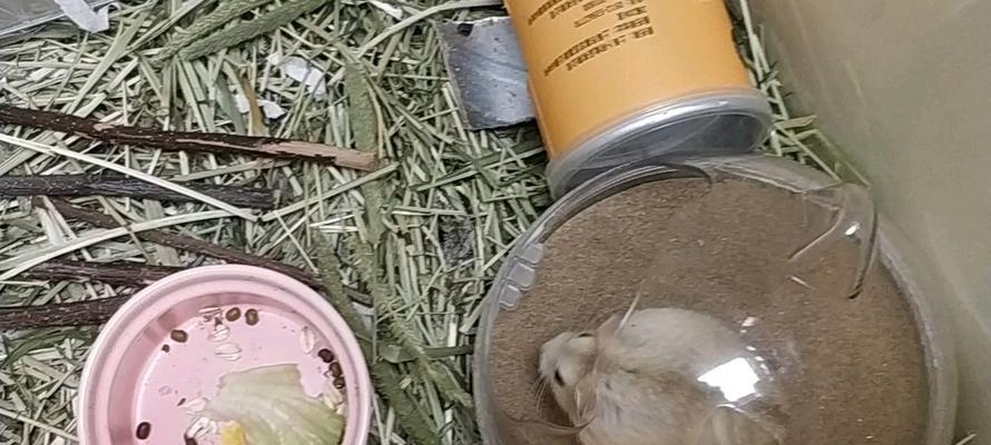 布丁仓鼠背上的神秘线条（揭秘布丁仓鼠背上线条的由来与意义） - 新生家伴