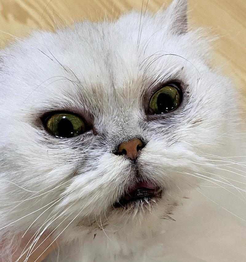 猫眼皮有白色物质？原因和处理方法详解（揭秘猫眼皮白色物质的成 - 新生家伴