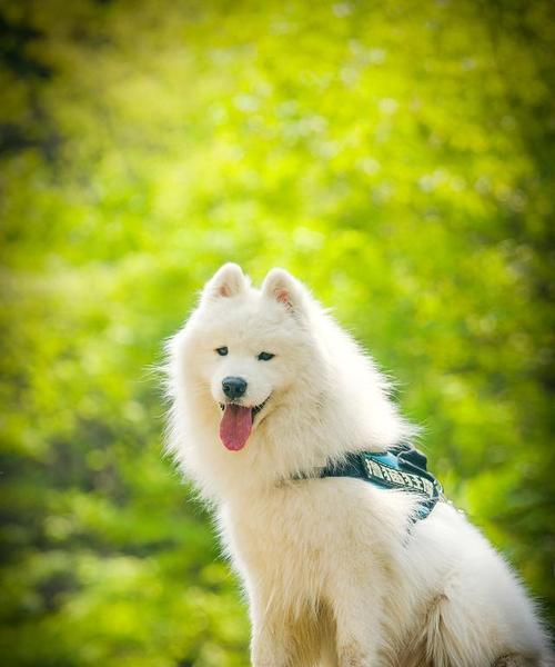 萨摩耶的理想饮食（为你的萨摩耶提供均衡营养和健康饮食的关键） - 新生家伴