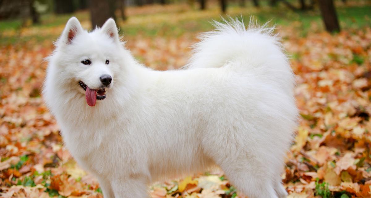 萨摩耶的理想饮食(为你的萨摩耶提供均衡营养和健康饮食的关键)(图2) 萨摩耶的理想饮食(为你的萨摩耶提供均衡营养和健康饮食的关键)(图2)