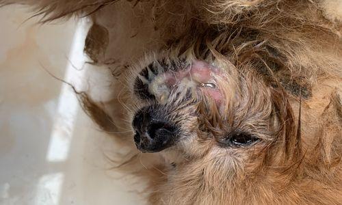 幼犬嘴巴臭的原因及解决方法(了解幼犬口臭的起因及如何解决)(图3) 幼犬嘴巴臭的原因及解决方法(了解幼犬口臭的起因及如何解决)(图3)