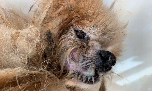 幼犬嘴巴臭的原因及解决方法(了解幼犬口臭的起因及如何解决)(图2) 幼犬嘴巴臭的原因及解决方法(了解幼犬口臭的起因及如何解决)(图2)