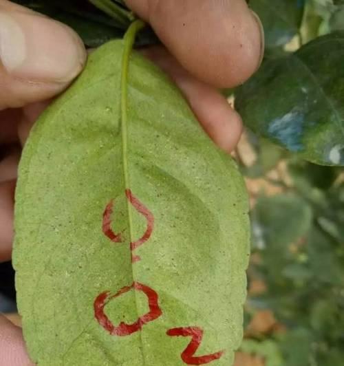 蜘蛛蜕皮后的死亡原因解析（探究蜘蛛蜕皮后引发的致命因素与生命 - 新生家伴