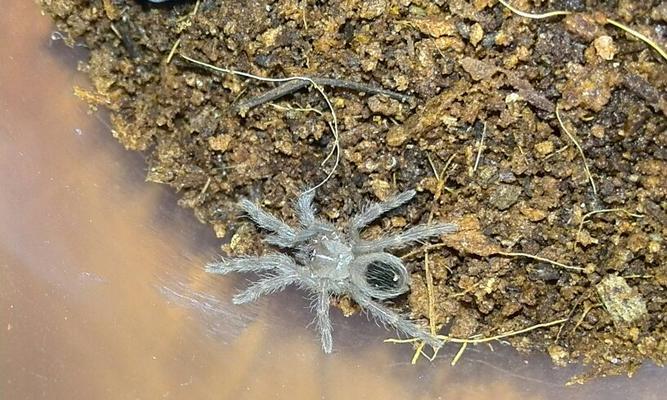 蜘蛛蜕皮后的死亡原因解析（探究蜘蛛蜕皮后引发的致命因素与生命周期关系）(图3)