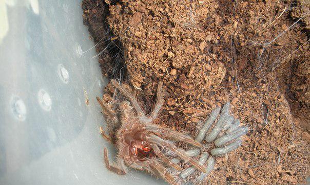 蜘蛛蜕皮后的死亡原因解析（探究蜘蛛蜕皮后引发的致命因素与生命周期关系）(图2)