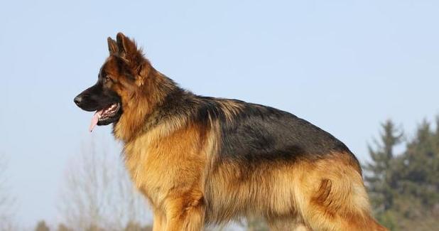 以德牧提脚的原因与意义（探究以德牧提脚的必要性和效果）(图3)