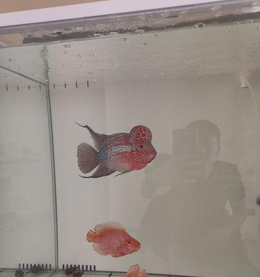 以罗汉鱼在什么情况下不可以开灯（保护罗汉鱼健康，避免错误养殖 - 新生家伴