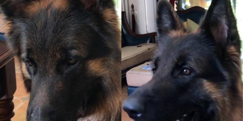 以德牧提脚的原因与意义（探究以德牧提脚的必要性和效果）(图2)