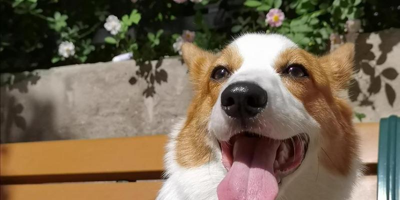 狗的舌头（揭秘狗舌头的秘密，你所不知道的事实） - 新生家伴