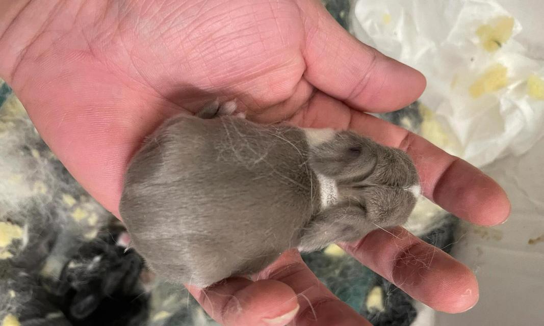 兔子怀孕的饮食要点（兔子怀孕期间应该注重的饮食安排） - 新生家伴