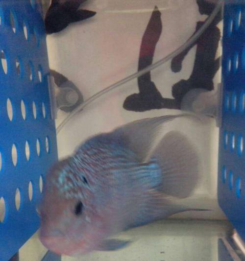 以罗汉鱼在什么情况下不可以开灯（保护罗汉鱼健康，避免错误养殖方式的影响）(图3)