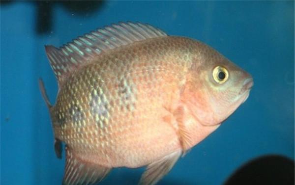 以罗汉鱼在什么情况下不可以开灯（保护罗汉鱼健康，避免错误养殖方式的影响）(图2)