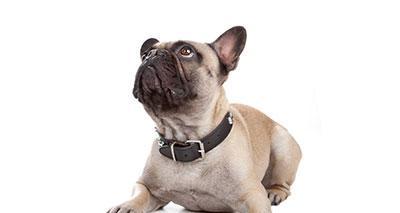 法国斗牛犬（探索法国斗牛犬体型演变的关键时刻和原因）(图1)