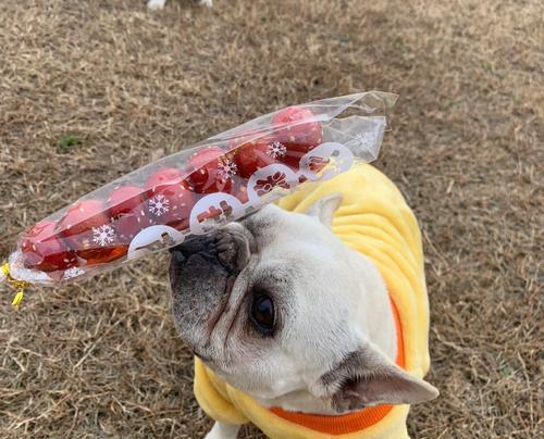 法国斗牛犬（探索法国斗牛犬体型演变的关键时刻和原因）(图2)