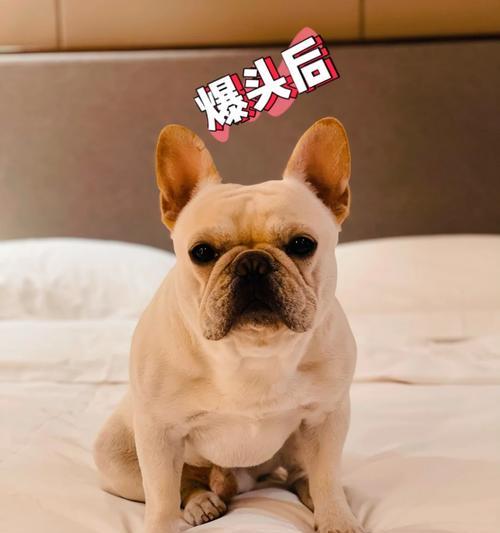 法国斗牛犬（探索法国斗牛犬体型演变的关键时刻和原因）(图3)