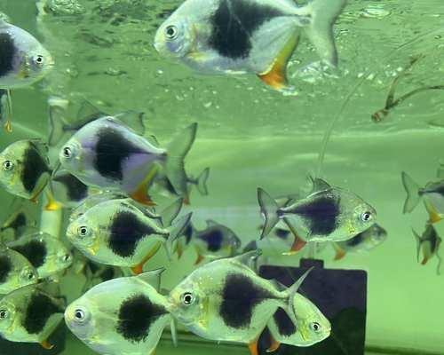 银龙鱼与其他鱼类混养的最佳选择（探索与银龙鱼相宜的合作伙伴鱼类，打造和谐水族箱生态环境）(图3)