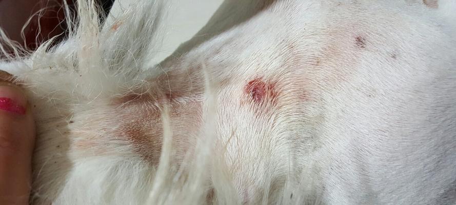 揭秘狗狗窝血的症状和处理方法（狗狗窝血的危险性及急救措施）(图2)