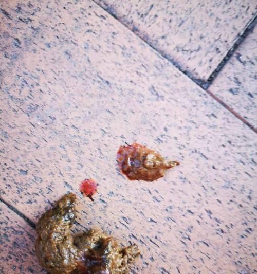 揭秘狗狗窝血的症状和处理方法（狗狗窝血的危险性及急救措施）(图3)