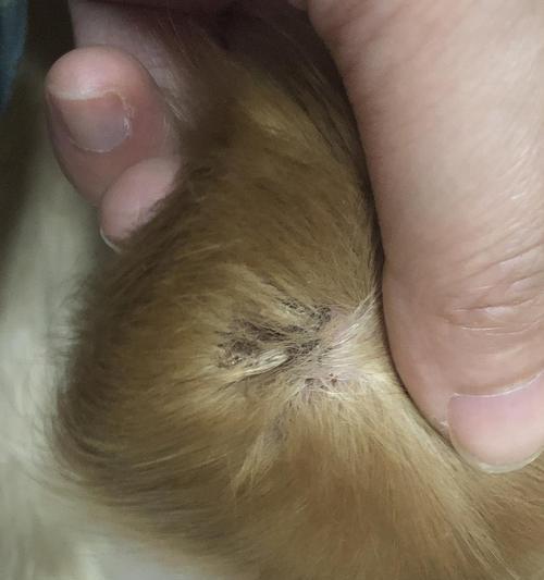 揭秘狗狗窝血的症状和处理方法（狗狗窝血的危险性及急救措施） - 新生家伴