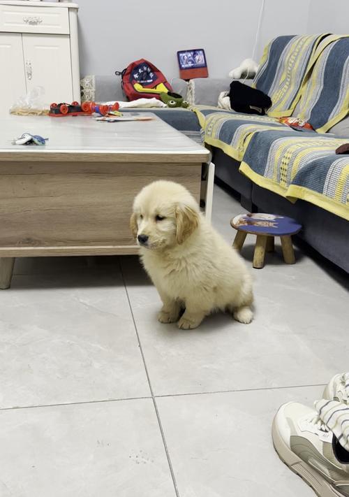 金毛吃不了的食物（了解金毛不能吃的食物，保护它的健康） - 新生家伴