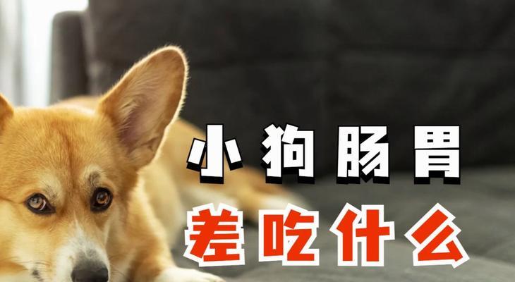 了解狗狗的肠胃宝——肠胃宝的功效与使用方法（维护狗狗健康的关键，肠胃宝！）(图1)