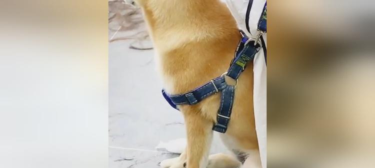 为什么狗狗会刨家里地板？（探究狗狗刨家里地板的原因及解决方法）(图3)