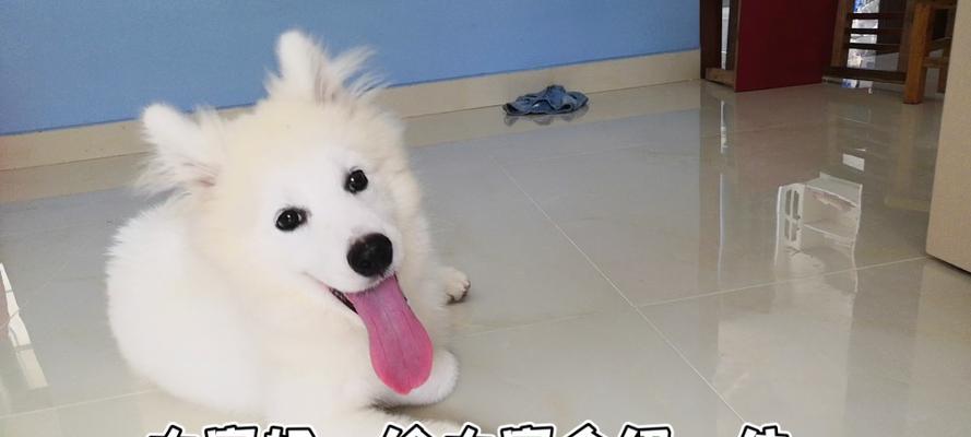 为什么狗狗会刨家里地板？（探究狗狗刨家里地板的原因及解决方法 - 新生家伴