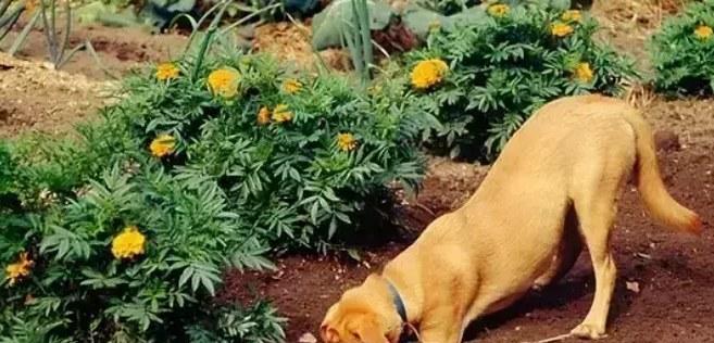 为什么狗狗会刨家里地板？（探究狗狗刨家里地板的原因及解决方法）(图2)