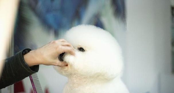 探秘那些爆毛可爱的狗狗（了解爆毛狗狗的魅力与特点）(图2)