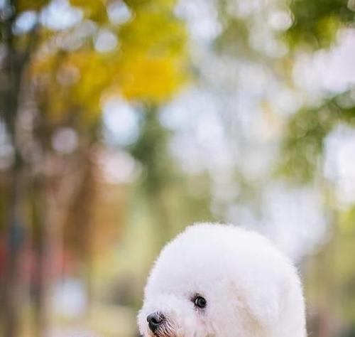 探秘那些爆毛可爱的狗狗（了解爆毛狗狗的魅力与特点） - 新生家伴