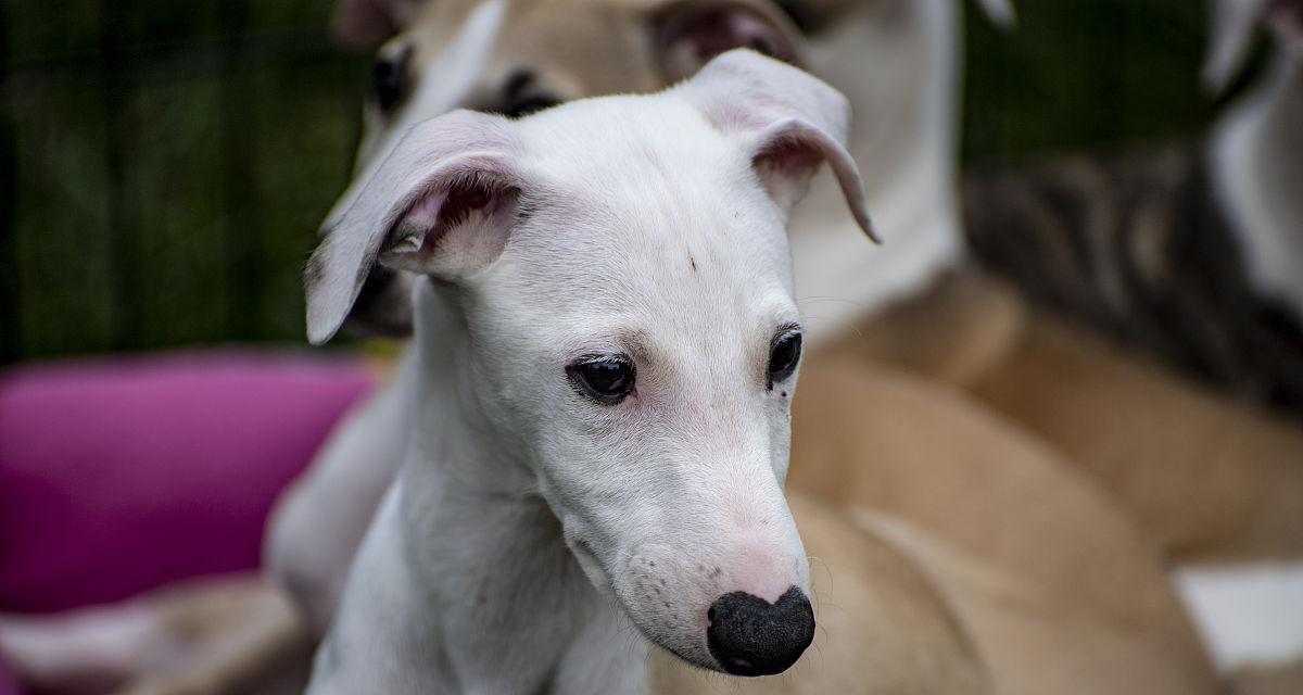 白鼻子狗品种大揭秘（探索白鼻子狗的世界，认识不同品种） - 新生家伴