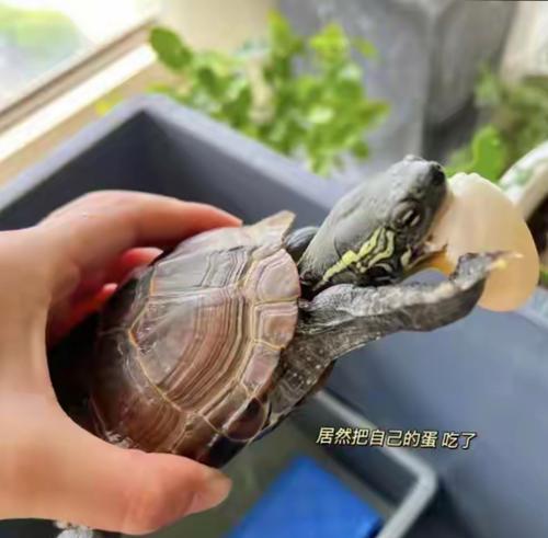 以巴西龟生蛋的地点与习性（探索巴西龟独特的繁殖行为及其所选择的地点）(图1)