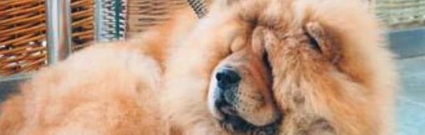 揭秘松狮毛发不好用之谜（探究松狮毛发质量差异的原因及解决方案）(图2)