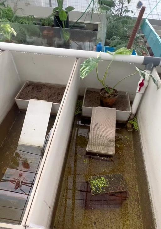 以巴西龟生蛋的地点与习性（探索巴西龟独特的繁殖行为及其所选择的地点）(图3)