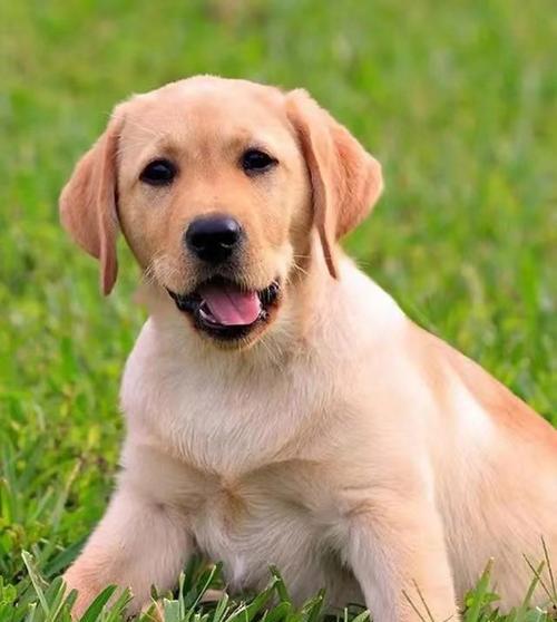 选择适合养的小型狗狗品种（如何选择合适的小型狗狗作为宠物伴侣）(图1)